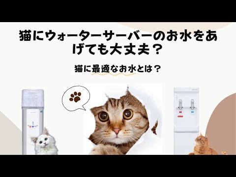 猫にウォーターサーバーのお水をあげても大丈夫？猫に最適なお水とは？
