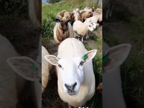 Goats #shorts #funny #sheep