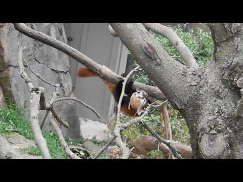 Red Panda on Branch at DC Zoo