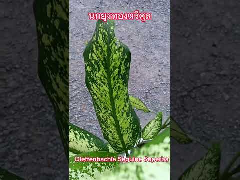 นกยูงทองตรีศูล