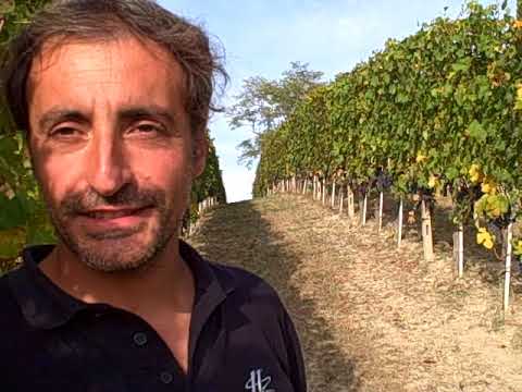 DBGitalia with Luciano Botto of Figli Luigi Oddero harvesting Treiso's Rombone vyd, Oct'19