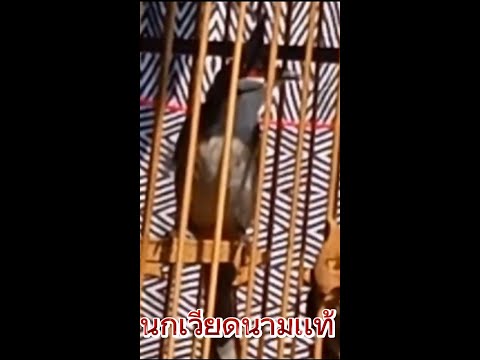 นกกรงหัวจุกเวียดนาม