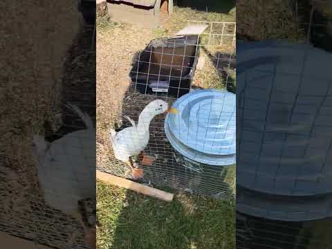 Messy Duck Projects!!!