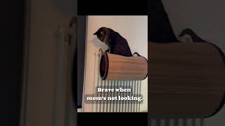 Loren’s secret life when I’m not looking #cat #catreels #catcontent #catsecret #funnycats