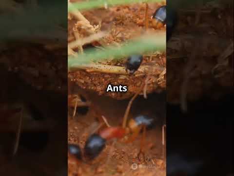 Ants Exposed: Mind-Blowing Facts Revealed! #facts #animalfacts #funfacts
