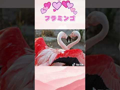 仲の良い夫婦も、喧嘩している夫婦もこれ見て癒されてね#shorts #動物 #夫婦