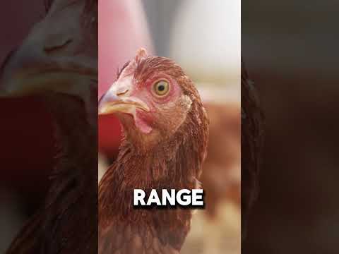 Unbelievable Chicken Vision: Discover The Extraordinary Eyesight Of Chickens! #chicken