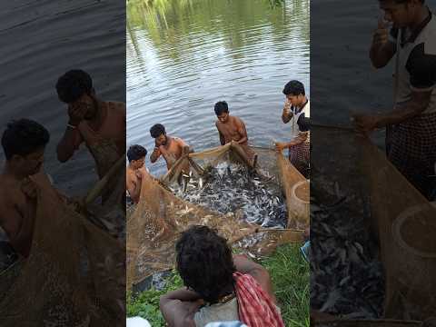 পুকুরে বেদজাল ফেলে বিশাল মাছ ধরা! #Shorts  #FishingShorts  #BedjalFishing   #BigFishCatch