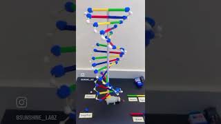 Working model of DNA for school project #scienceproject #schoolassignment #schoolproject