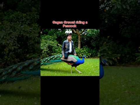 Gagan Grewal riding a Peacock 🦩🐦🦅🦜🦆🇨🇦