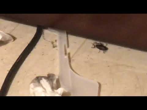 “iT’s A cRiCkEt.”