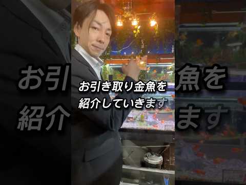お引き取り金魚をご紹介です！オンラインサイトより購入かのうです！たぶん安いです#金魚#閉店#長野県