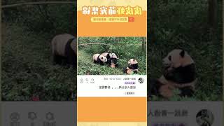 Unbelievable! Catching Pandas While Fishing?! #PipixiaFunnyMoments #Hilarious #CrazyAntics...