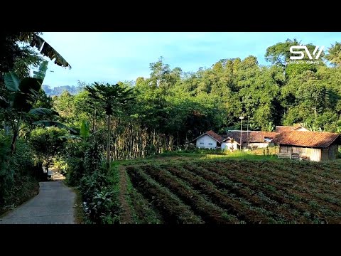 Walk in the village life Cibunar indonesia #walking