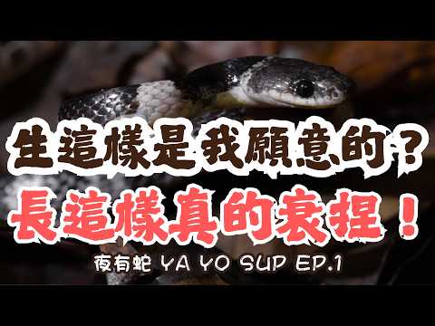 【王錦蛇、白梅花蛇、雨傘節】什麼都吃的蛇？台灣陸棲“最毒“蛇？台灣三大衰蛇之一？台灣常見淺山蛇類介紹！【夜有蛇 YA YO SUP EP.1】｜衝山蛇What The Sssnake!——台灣蛇類系列