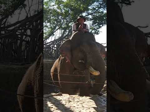 Vietnam WTFacts - Feeding a Real Elephant in Vietnam #Shorts