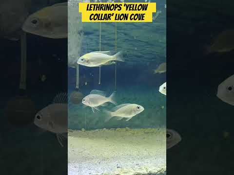 Young Lethrinops ‘Yellow Collar’ lions cove. #lethrinops #yellowcollar #malawicichlid #cichlid #fish