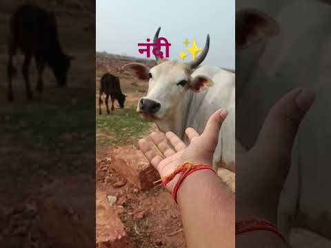 meet Nandi ✨🥰 she is so beautiful and lovely 😍 #viral #Nandi #cow