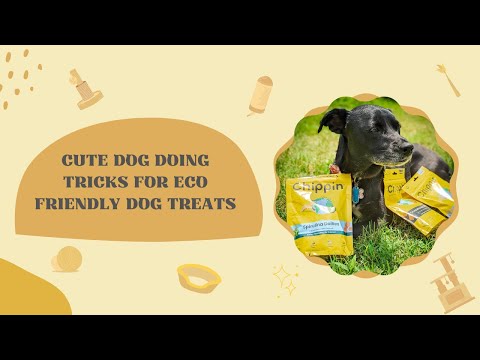 Eco Friendly Dog Treats Chippin