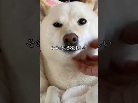 Have you ever been so in love with your dog that you almost cried? #shorts #shibainu #dog