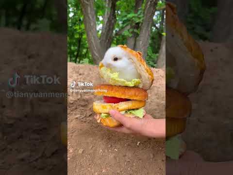 ハンバーガーの中でご飯を食う兎