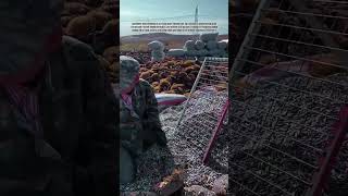 Optimize your sunflower seed harvesting using manual friction-based extraction