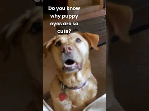 Why are #puppy eyes so enticing?