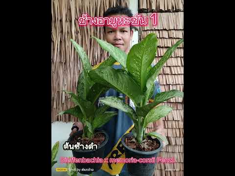 🌿ต้นช้างดำ เบอร์ 1🦣ช้างอาบูหะซัน เบอร์ 1🔥Dieffenbachia memoria-corsii Fenzl.