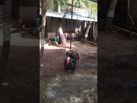🦃 #shorts #pets #funny #viral #top #trending #turkey