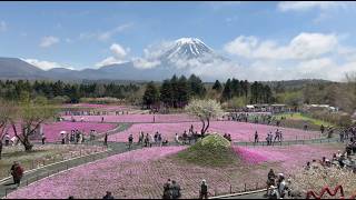 Shibazakura Festival 2024