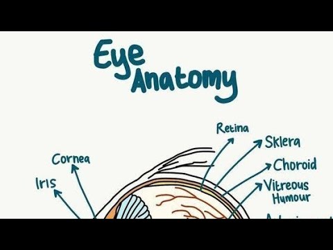 The Eye class 11th #neet2023 #biology #neet