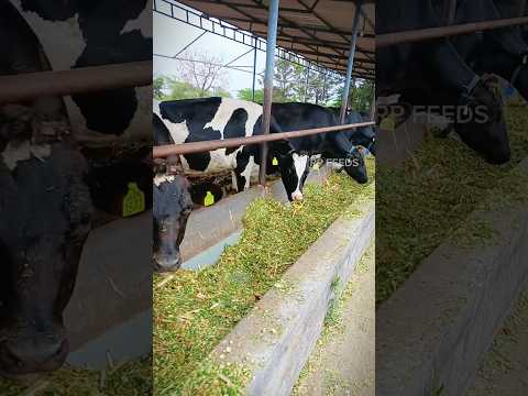 Corn Silage RP Cattle Feeds 7871052880 #cattlefeed #farming