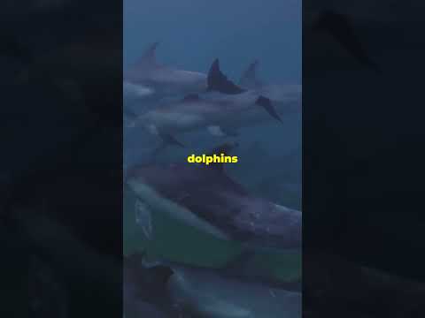 “5 Unknown Facts About Dolphins That Will Amaze You!”