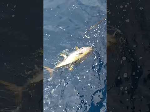3rd times the charm 😅😅😅 🍣. Topwater fishing Yellowfin Tuna! #fishing