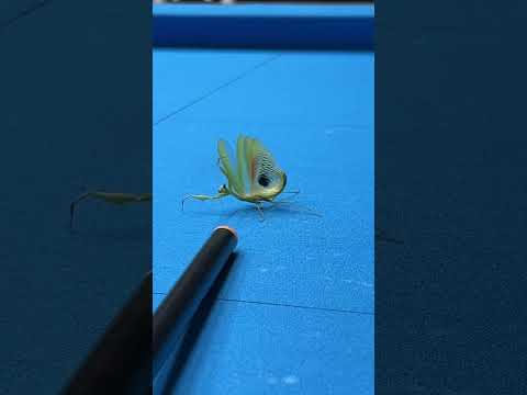 Pray mantis land on my pool table! #8ball #8ballpool #9ball #billiards #nature #bug #trendingshorts