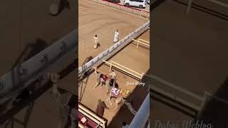 Camel Racing in UAE #dubai #uae #camel #camels #camel_racing #youtubeshorts #viral