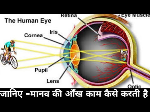 मानव की आँखे कार्य कैसे करती है? || How do human eyes work?
