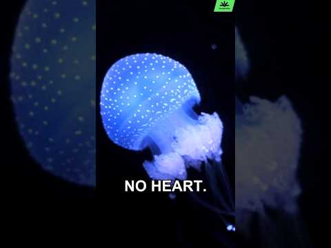 JELLYFISHES: MASTERS OF ETERNAL SURVIVAL #curiosities #engaging #animals