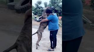 #bullylover #bullydog #bullylove #indianbully