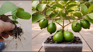 Guava Growing for Beginners 🌱 | Easy Tips That Really Work Fast #GuavaGrowing