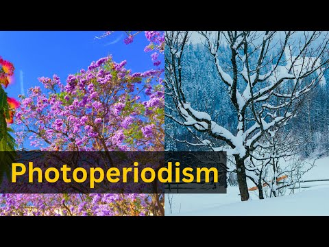 Photoperiodism Explained in detail || Short day plants|| Long day plants