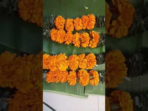 EnghaVeetuPongal|#pongal|#celebration|#fillthetummy|#SparklewithShorts|#ytshorts|#shortsvideo|#feed