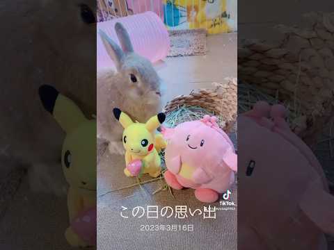 2年前の愛兎ラッキーとポケモン達　TikTokから #rabbit #bunny #うさぎ