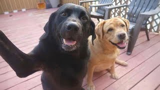 99.9% Can’t stop laughing at these dog 😂 Funny Dog Videos 2025