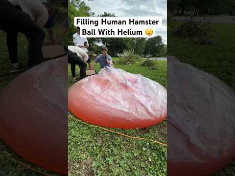 Filling giant hamster ball with helium #shorts