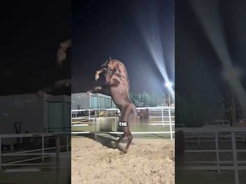 Top 3 most expensive horses in the world