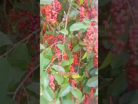 #shortvideo #bugnayfruits