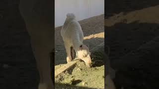 Camel #camel #camels #camel_racing