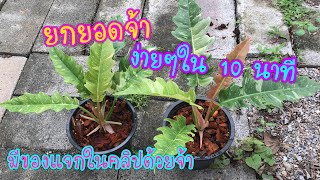 วิธีการยกยอด Philodendron Ring of Fire #ฟิโลเดนดรอนใบเลื่อยด่าง #สวนพ่อบ้านเบิร์ดเบิร์ด