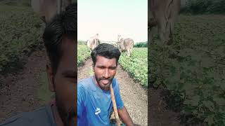 #pullapavankumar 💥🌾👀🫵🙏🙏🙏🙏🙏🙏🙏🙏